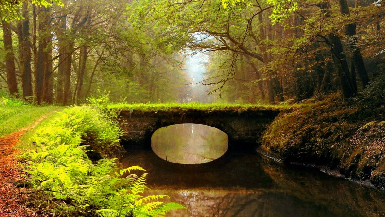 Overgrown bridge in the foggy woods