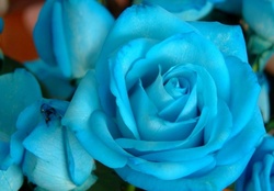**Blue Rose**