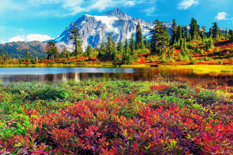 Fall Colors At Mount Shuksan