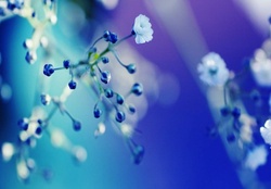 White blossom on blue