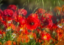 * Field of Poppies *