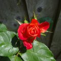 First Rose of Spring