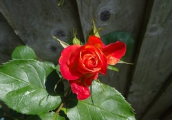 First Rose of Spring