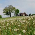 house in a field of dandelions