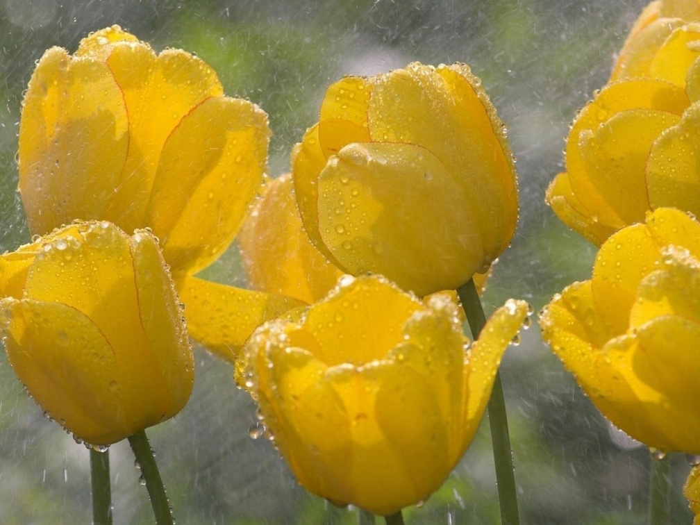 Yellow Tulips In The Rain