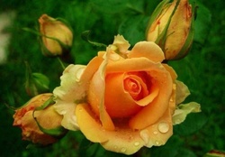 ~Beautiful roses~