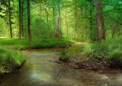 peaceful forest stream