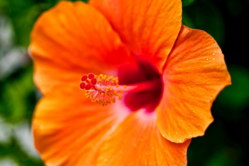 orange_hibiscus.jpg