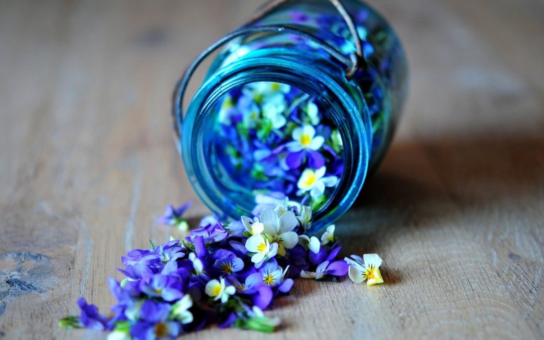 petals_jars_purple.jpg