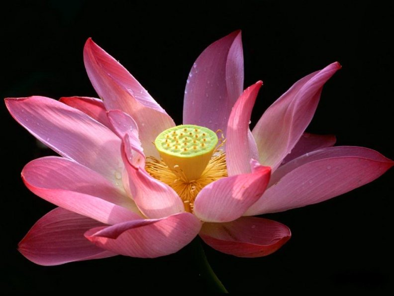 lotus_in_pink.jpg