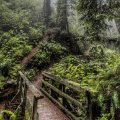 moss covered bridge in rain forest