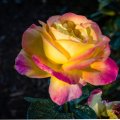 Multi_Color Rose