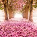 a carpet of pink flowers in a forest