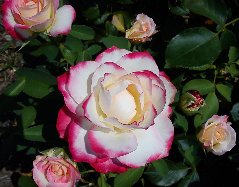 pink_trimed_white_rose.jpg