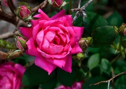 Pink Macro Rose