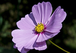 Lilac Kosmeya