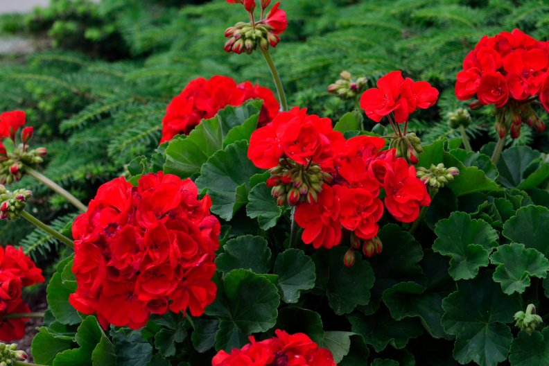 rosy_red_geraniums.jpg