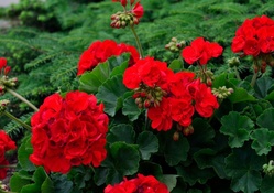 Rosy Red Geraniums
