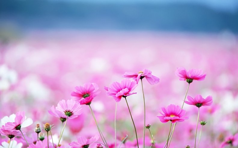 lovely_pink_flowers.jpg
