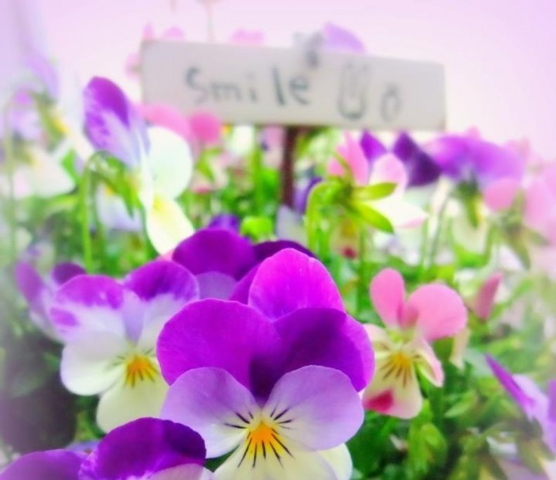 purple_smile.jpg