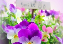 Purple Smile