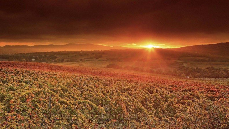 sunrise_over_hillside_vineyards.jpg