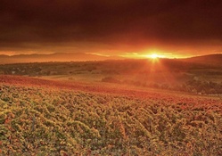 sunrise over hillside vineyards