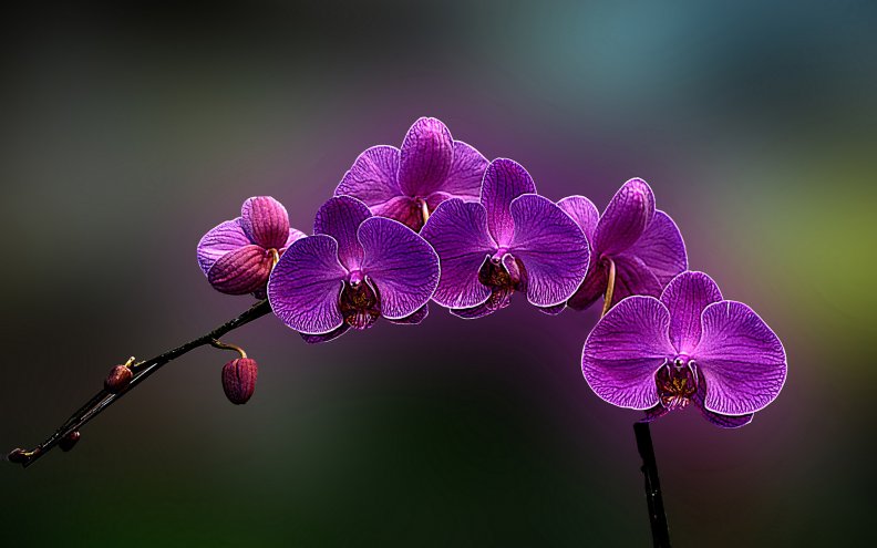amazing_purple_orchids.jpg