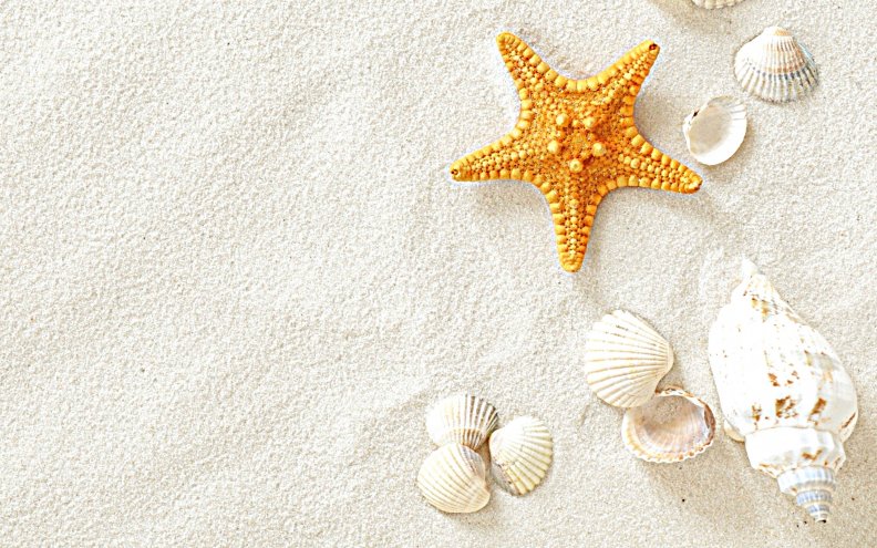 seashells_and_starfish_on_the_sand.jpg