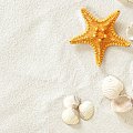 Seashells and Starfish on the Sand