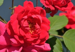 Rosy Red Rose