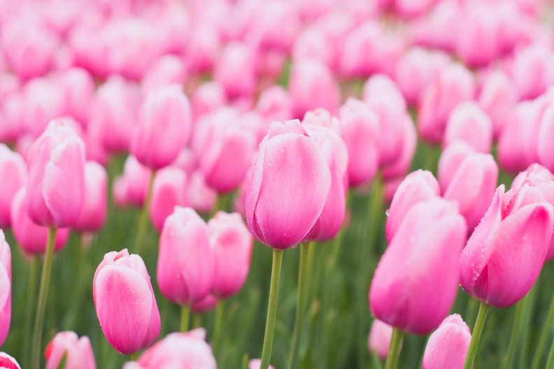 pink_tulips.jpg