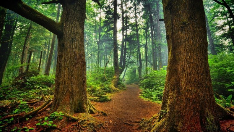 mystical_path_through_a_beautiful_forest_hdr.jpg