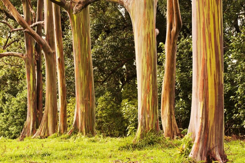 quotrainbow_eucalyptus_treesquot.jpg
