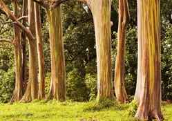 &quot;Rainbow eucalyptus trees&quot;