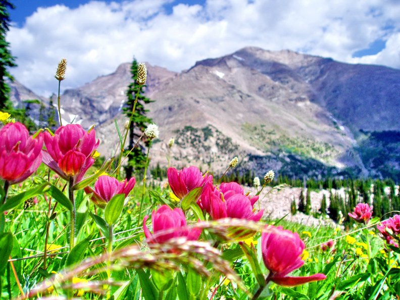 wild_flowers_in_the_mountains.jpg