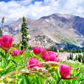 Wild Flowers in the mountains