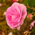 Spring Pink Rose