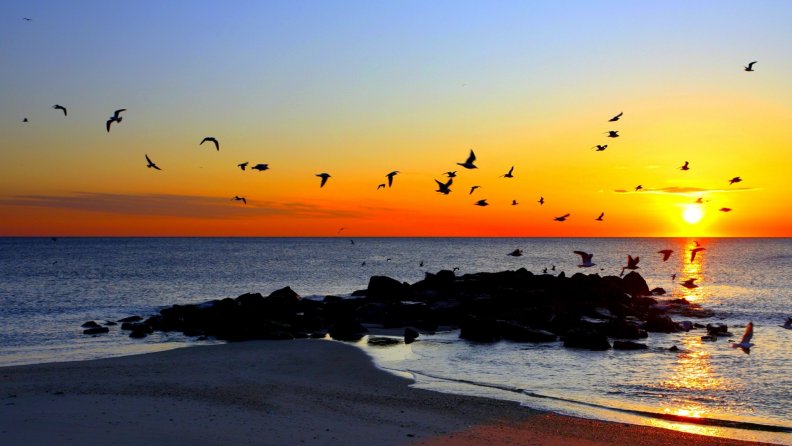 birds_flying_over_rocky_shore_in_gorgeous_sunset.jpg