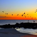 birds flying over rocky shore in gorgeous sunset