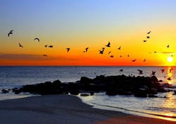 birds flying over rocky shore in gorgeous sunset