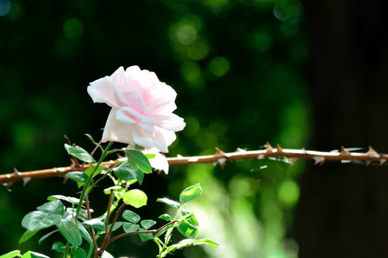 Lonely White Rose