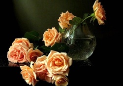 Salmon Colored Roses ✿⊱