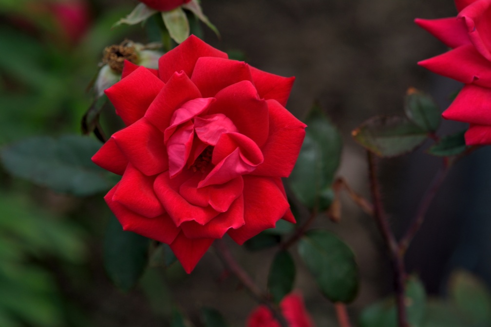 Beautiful Shadow Rose
