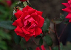 Beautiful Shadow Rose