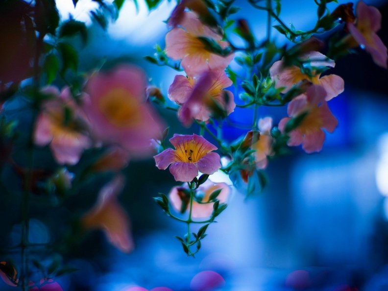 lovely_flowers.jpg