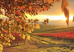 sunrise over vineyards in autumn