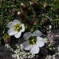 Alpine Sandwort