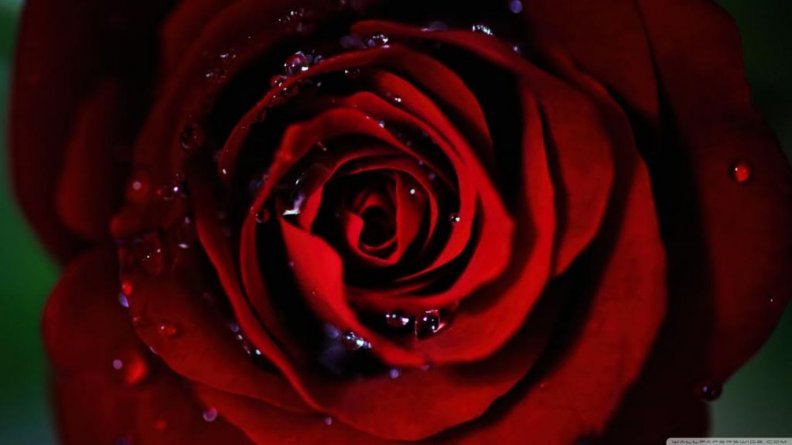 dark_red_rose.jpg
