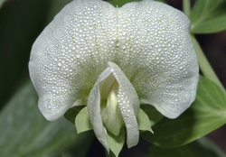 Exotic White Flower